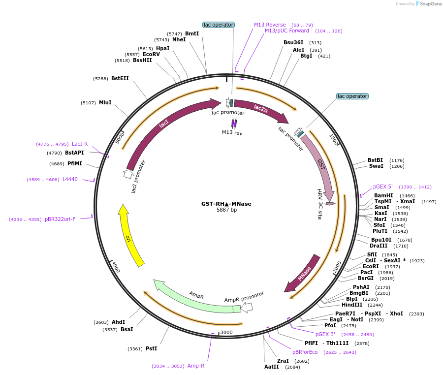 136292-plasmid-map-sequence-id-270281