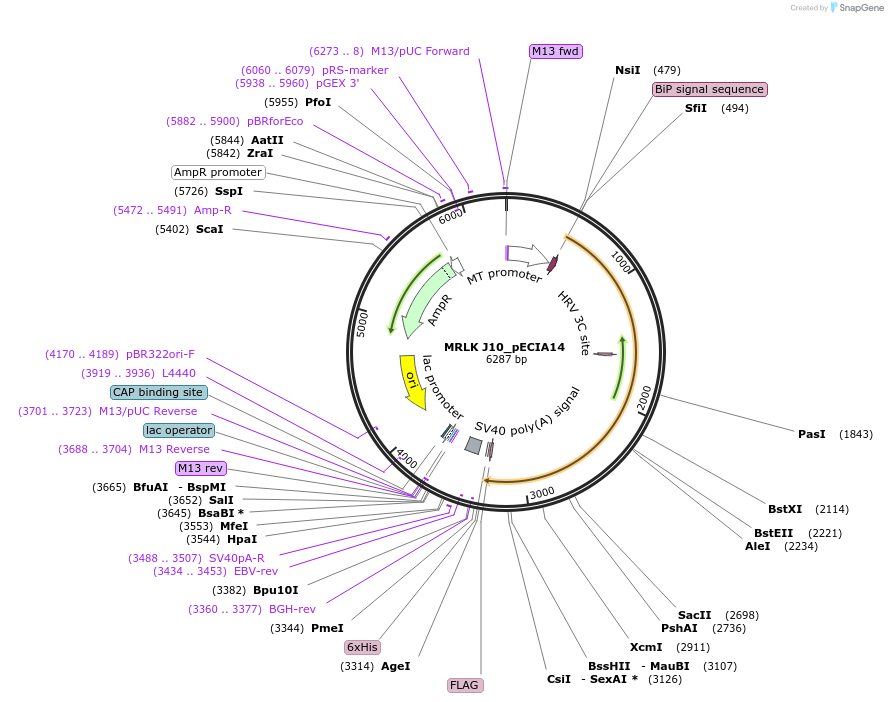 114797-plasmid-map-sequence-id-270294