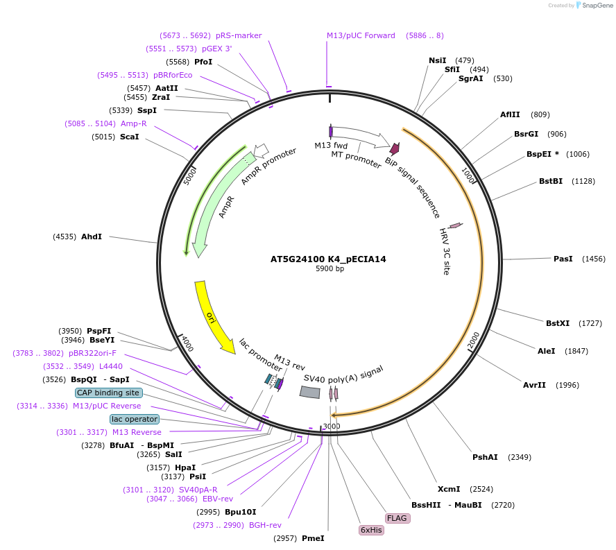 114803-plasmid-map-sequence-id-270301