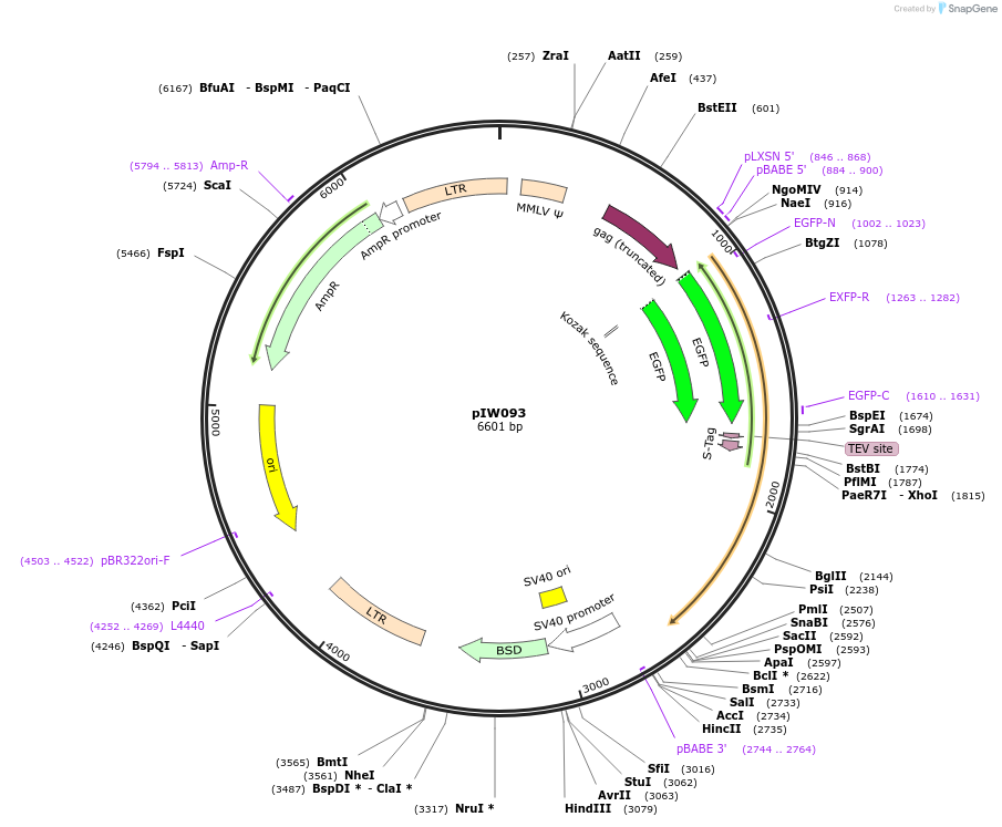 134137-plasmid-map-sequence-id-270305