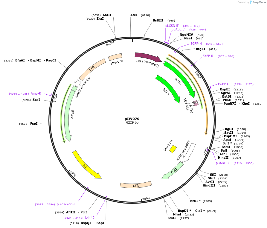 134138-plasmid-map-sequence-id-270306