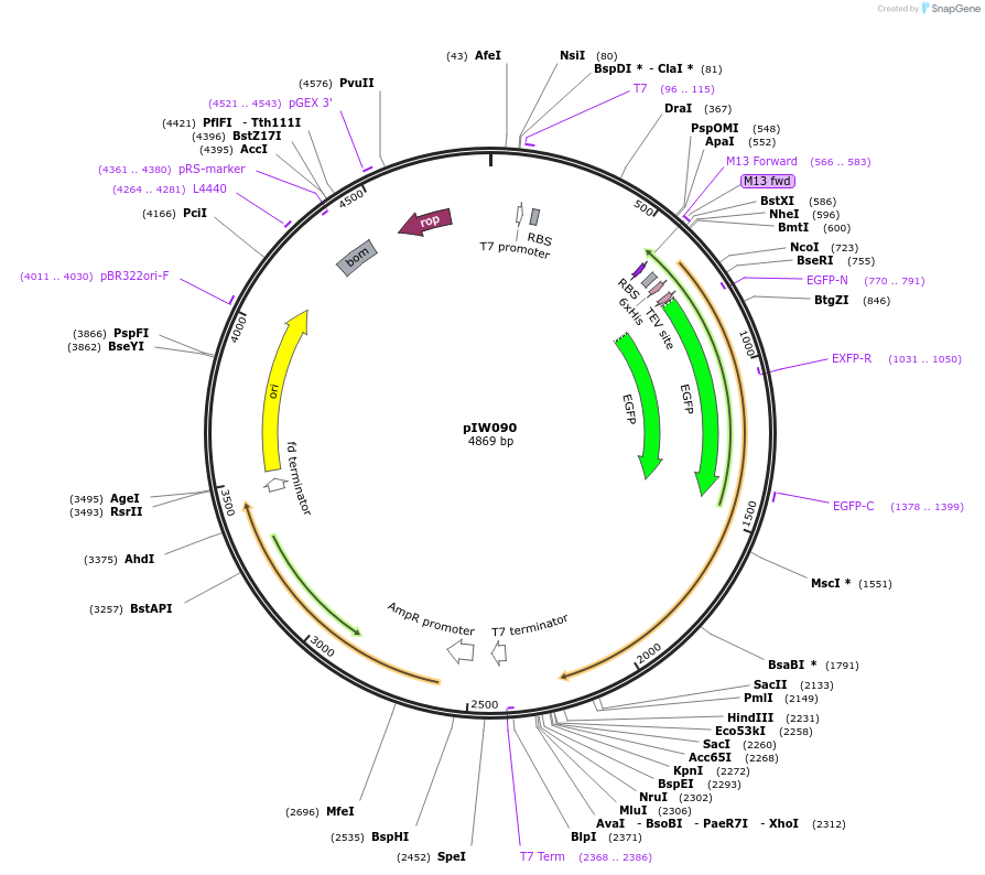 134129-plasmid-map-sequence-id-270308