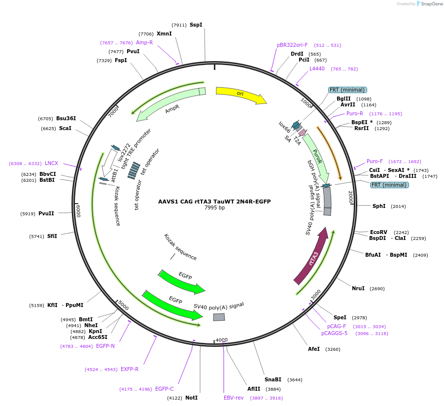 132389-plasmid-map-sequence-id-270333