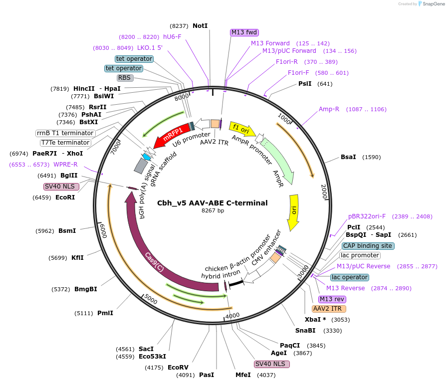 137178-plasmid-map-sequence-id-270336