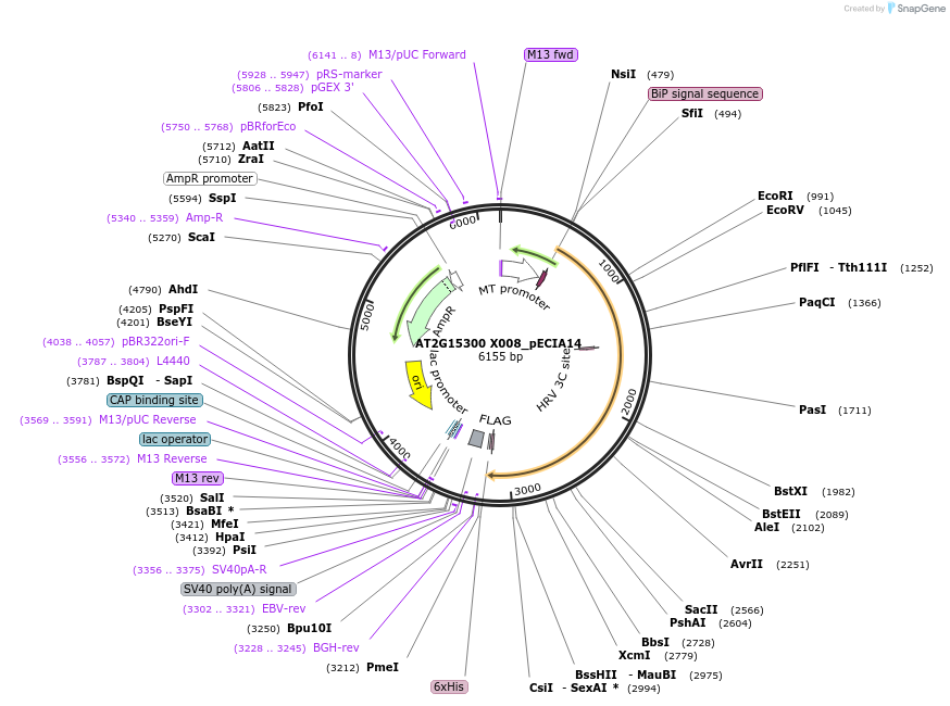 114813-plasmid-map-sequence-id-270410