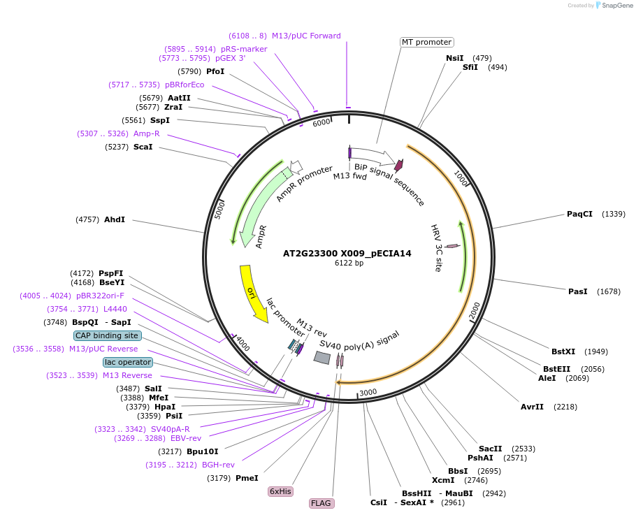 114814-plasmid-map-sequence-id-270411
