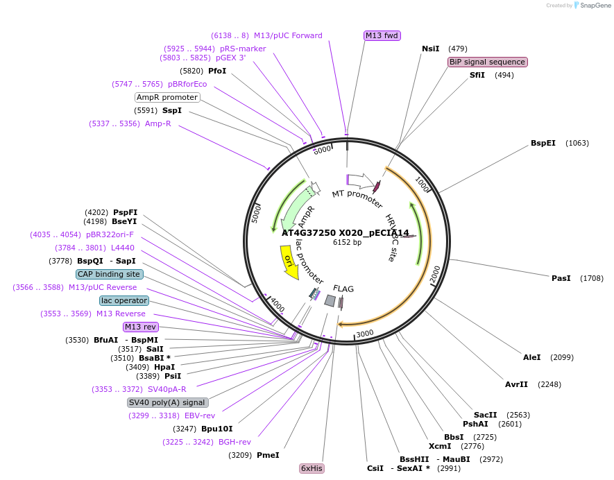 114819-plasmid-map-sequence-id-270424