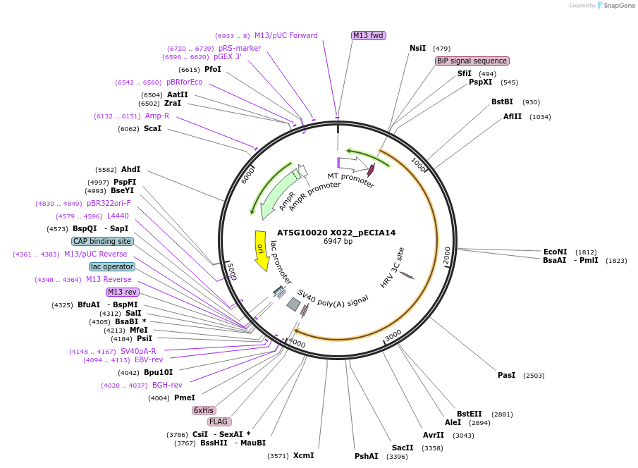 114820-plasmid-map-sequence-id-270425
