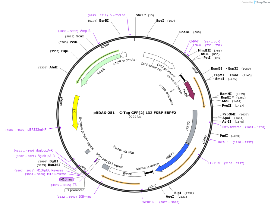 130000-plasmid-map-sequence-id-270504