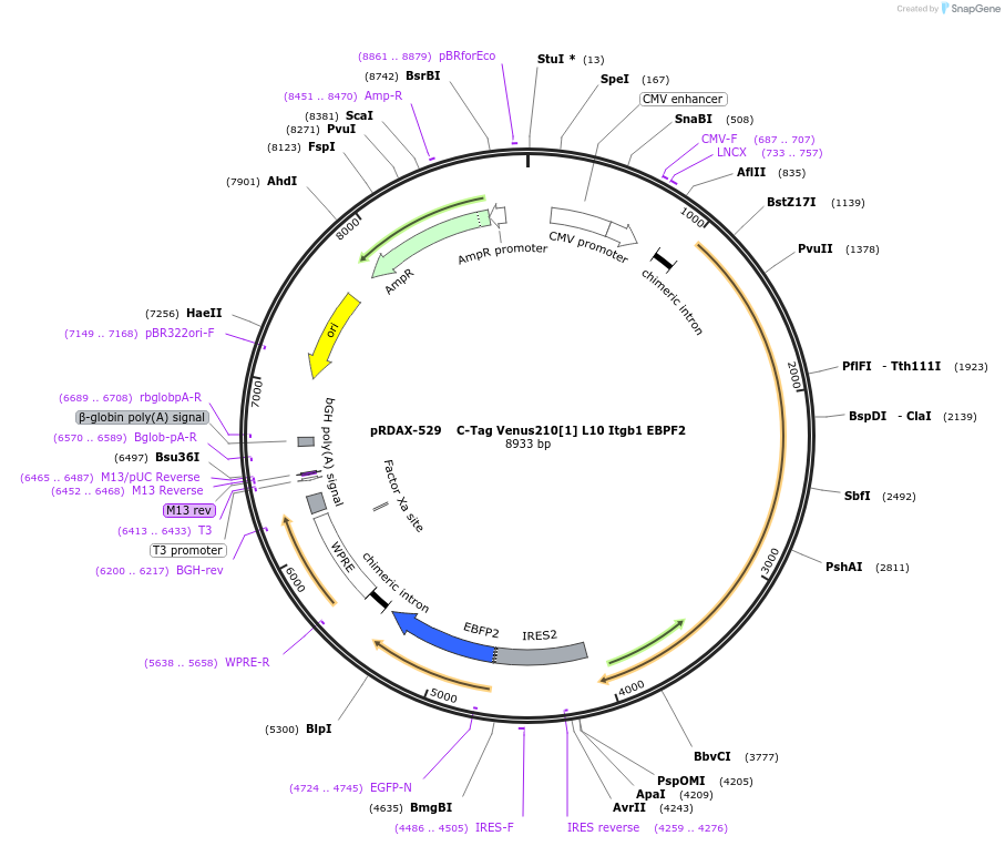130008-plasmid-map-sequence-id-270505