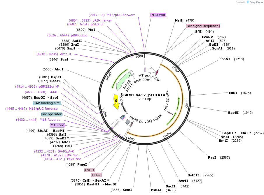 114822-plasmid-map-sequence-id-270518