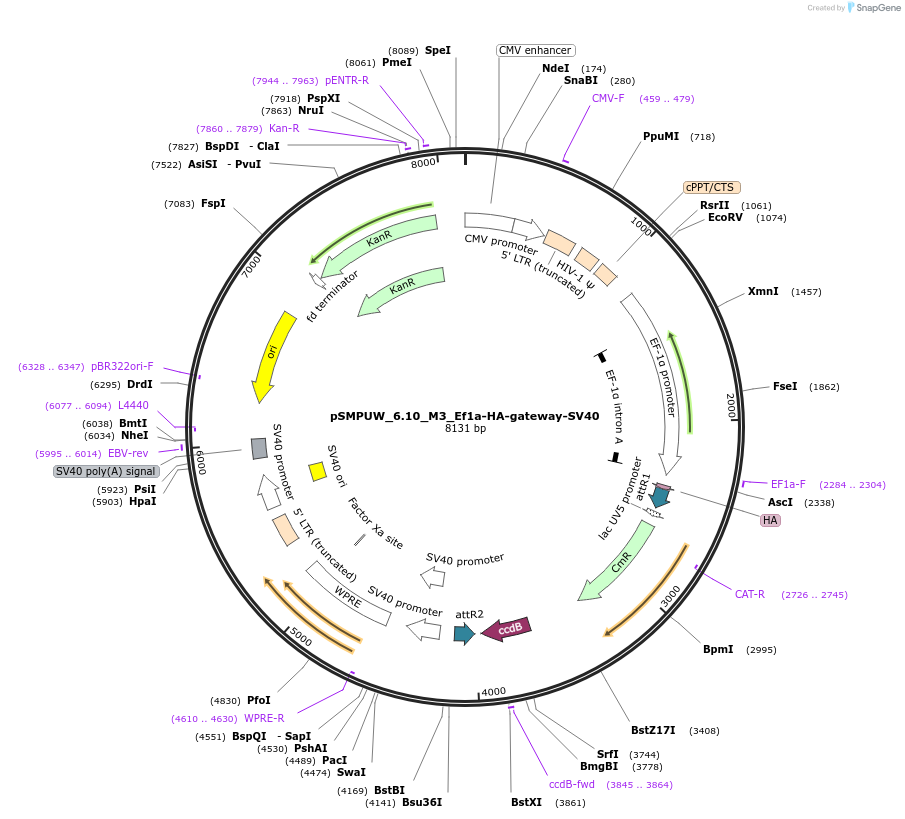128446-plasmid-map-sequence-id-270525