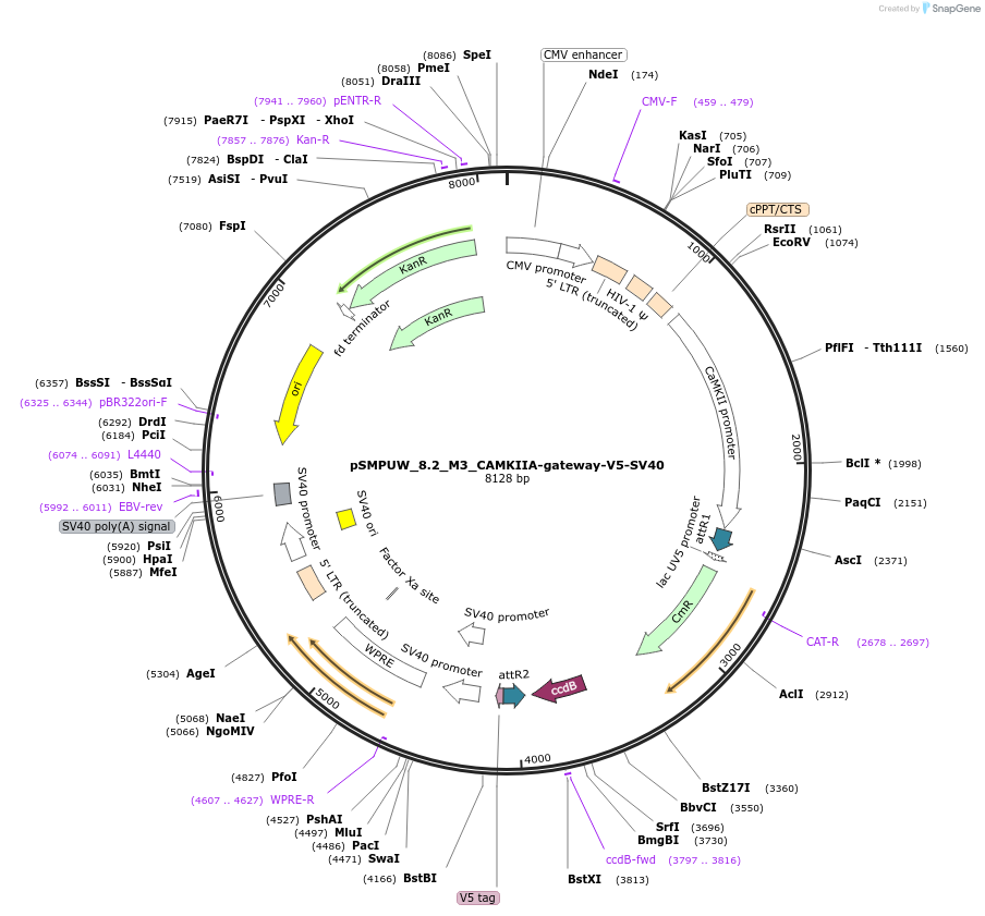 128462-plasmid-map-sequence-id-270527