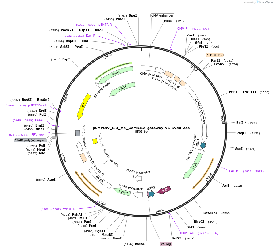128463-plasmid-map-sequence-id-270529