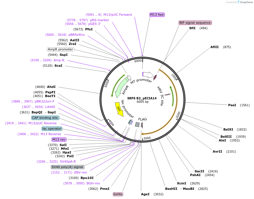 114827-plasmid-map-sequence-id-270535