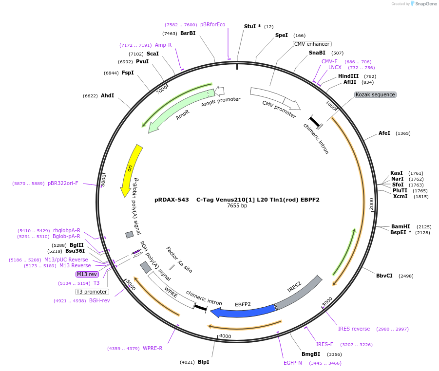 130022-plasmid-map-sequence-id-270544