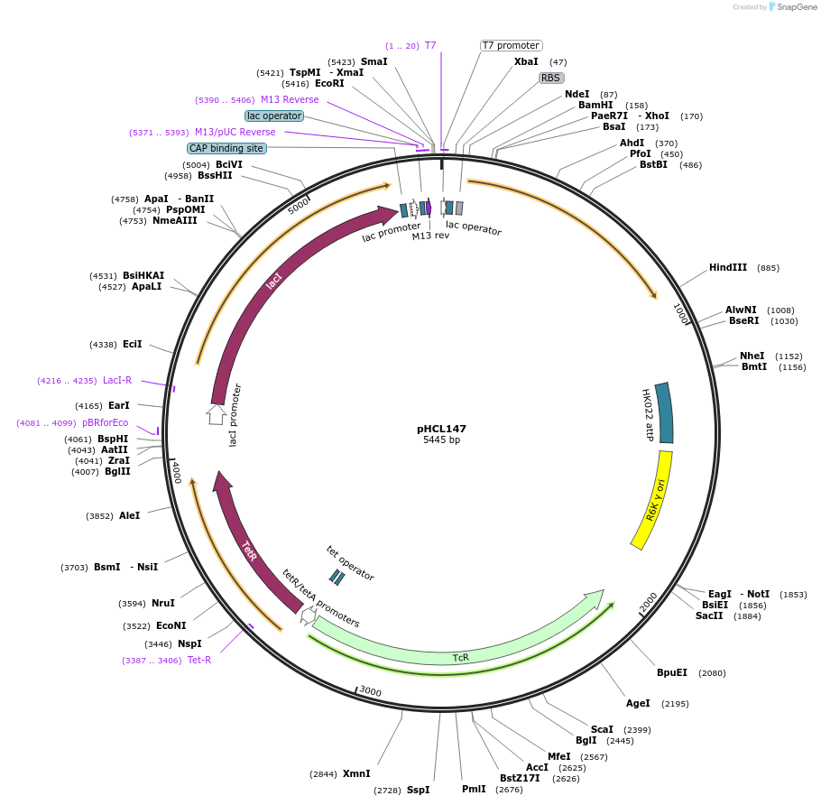 134454-plasmid-map-sequence-id-270545