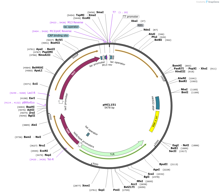 134455-plasmid-map-sequence-id-270547