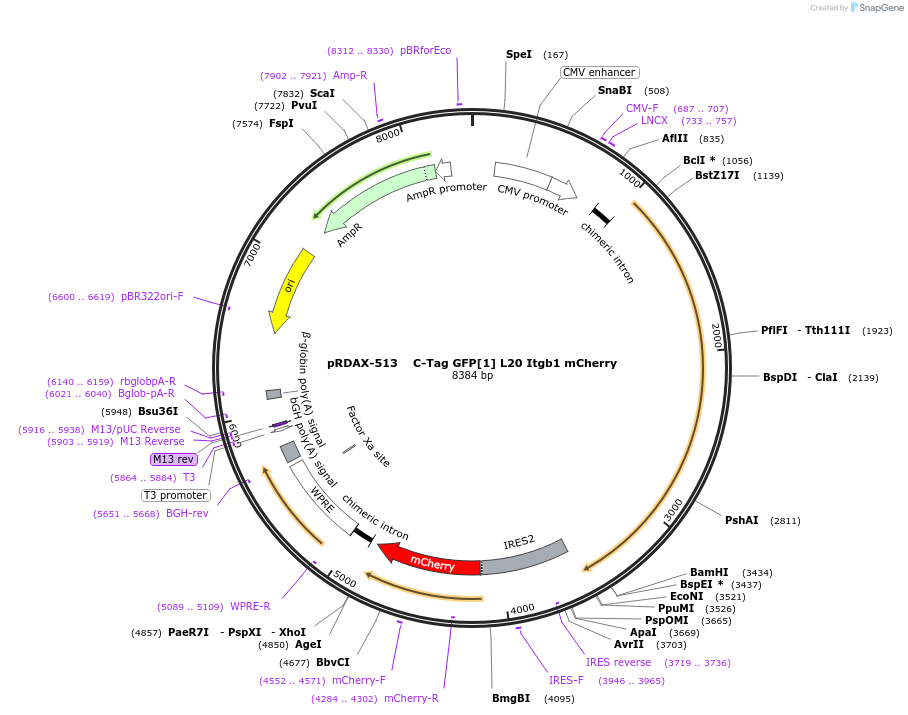 130040-plasmid-map-sequence-id-270549