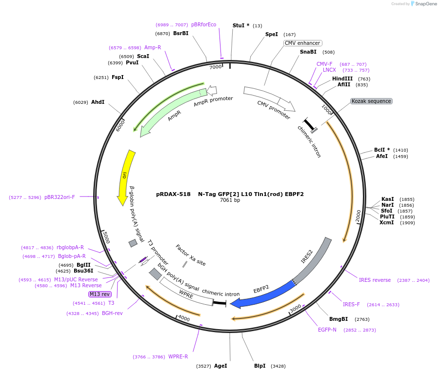 130045-plasmid-map-sequence-id-270551