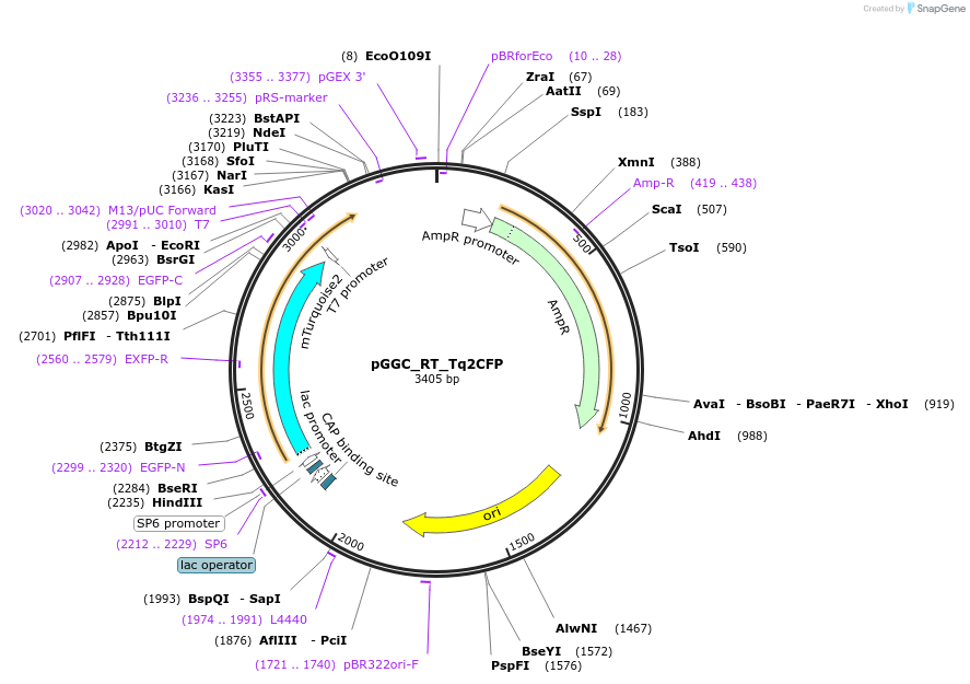 136969-plasmid-map-sequence-id-270557
