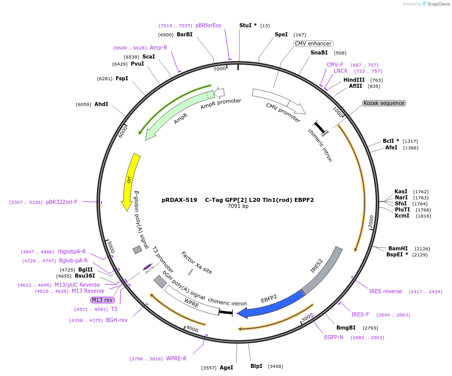 130046-plasmid-map-sequence-id-270559