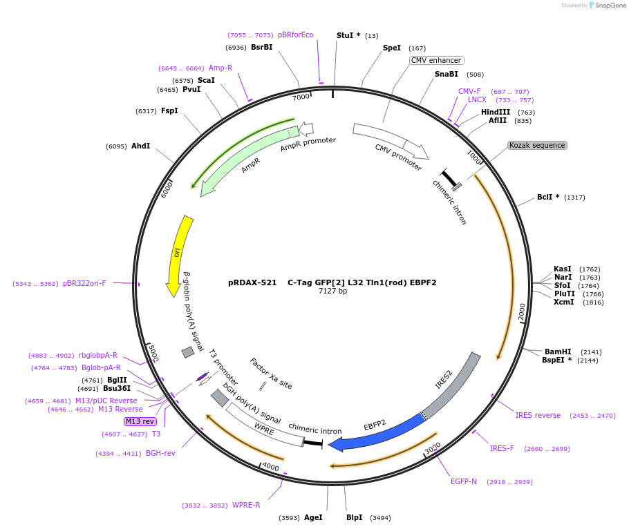 130048-plasmid-map-sequence-id-270563