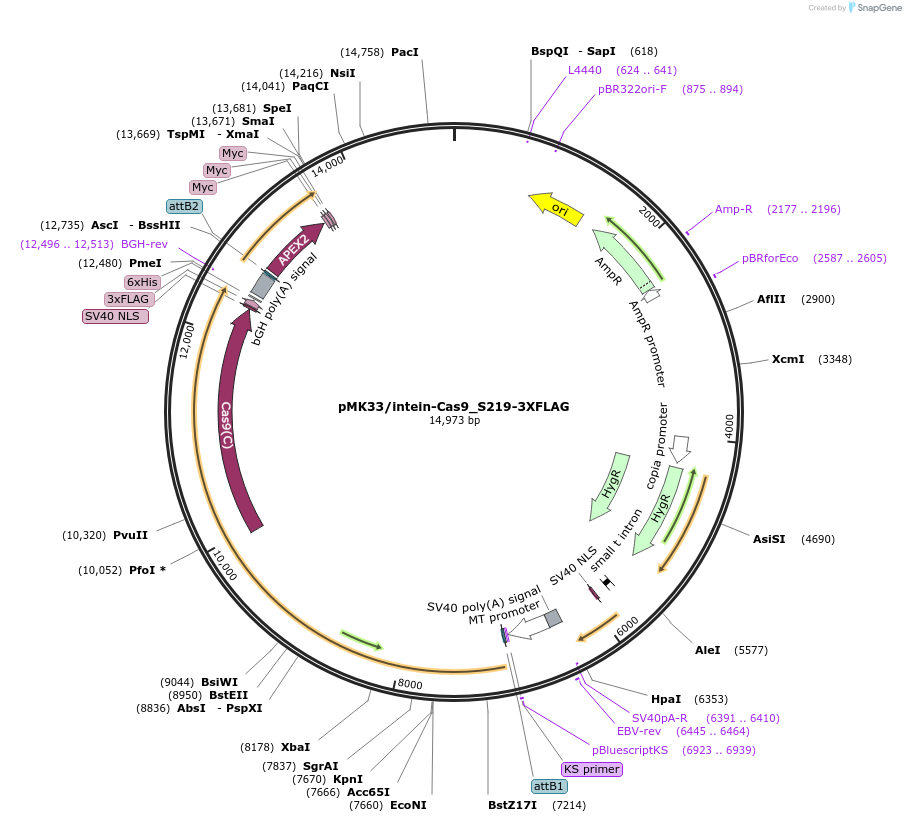 133782-plasmid-map-sequence-id-270594