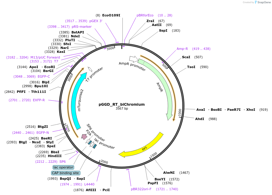 136974-plasmid-map-sequence-id-270595