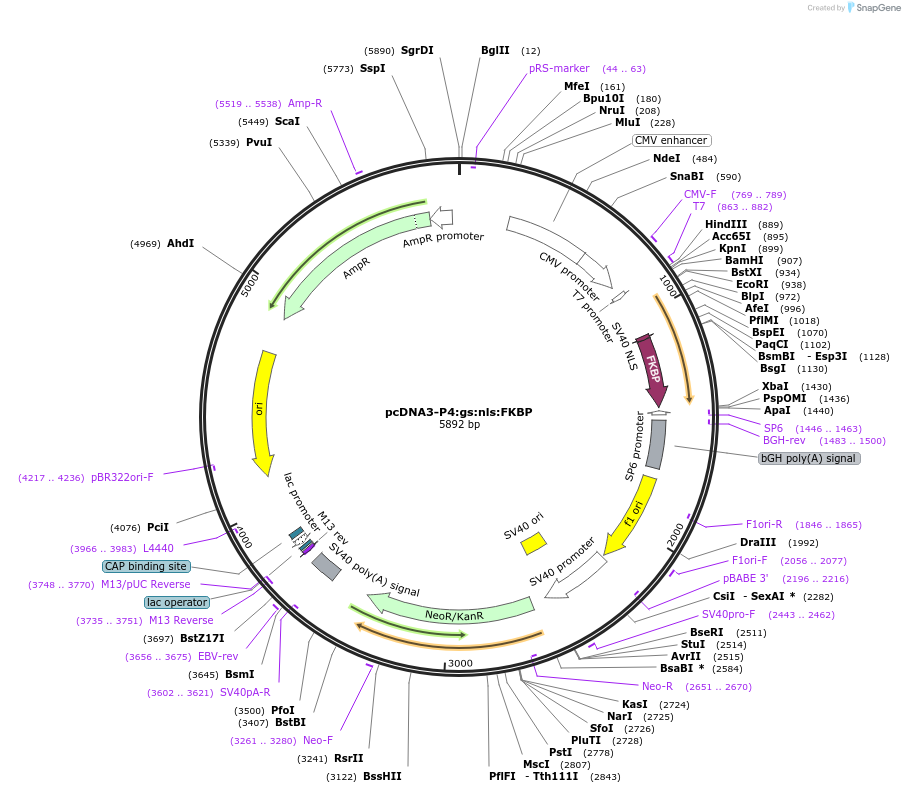 135984-plasmid-map-sequence-id-270610