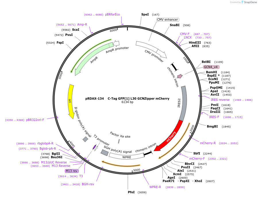130068-plasmid-map-sequence-id-270697