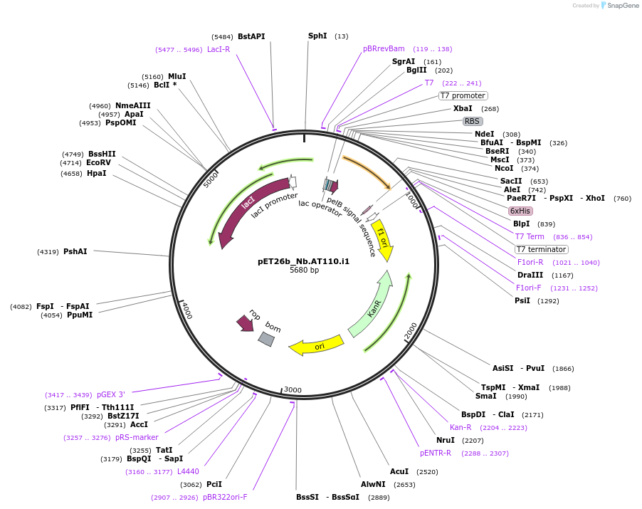 135481-plasmid-map-sequence-id-270701