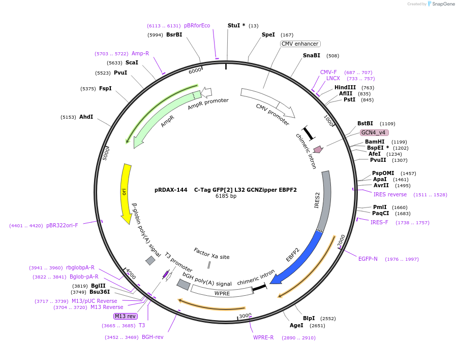 130074-plasmid-map-sequence-id-270703