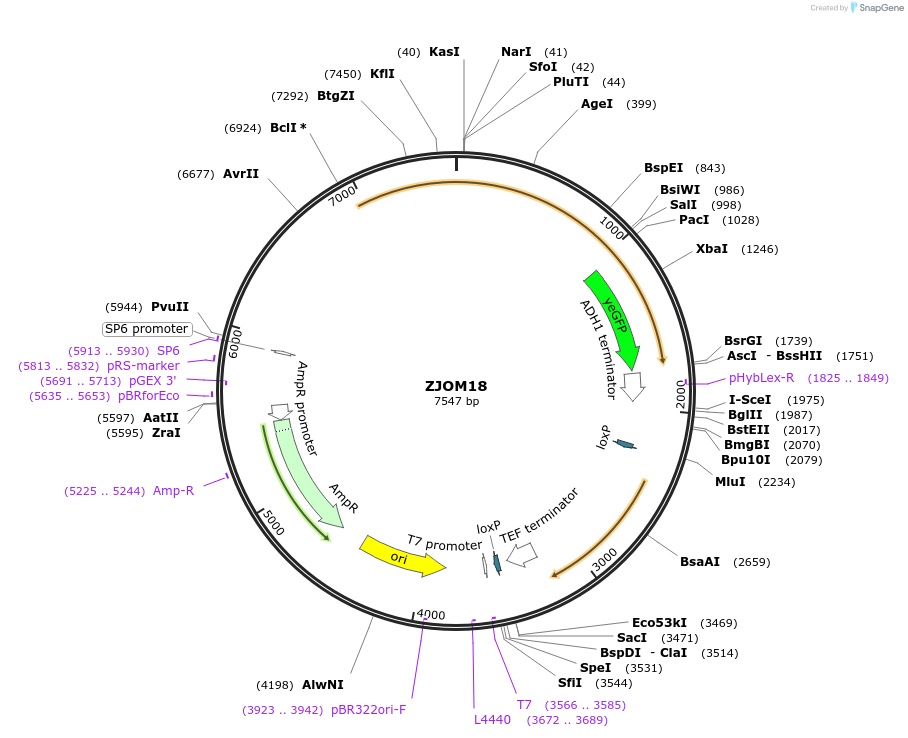 133631-plasmid-map-sequence-id-270707