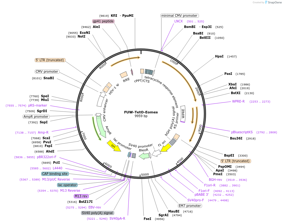 128825-plasmid-map-sequence-id-270713