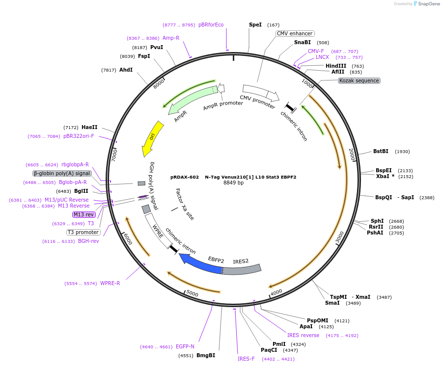 130077-plasmid-map-sequence-id-270715