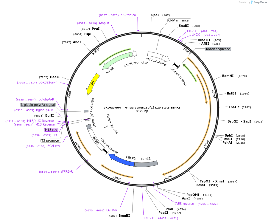 130079-plasmid-map-sequence-id-270716