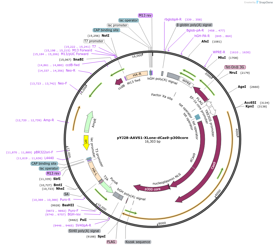131071-plasmid-map-sequence-id-270718