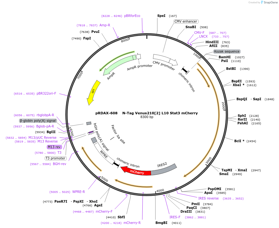 130083-plasmid-map-sequence-id-270719