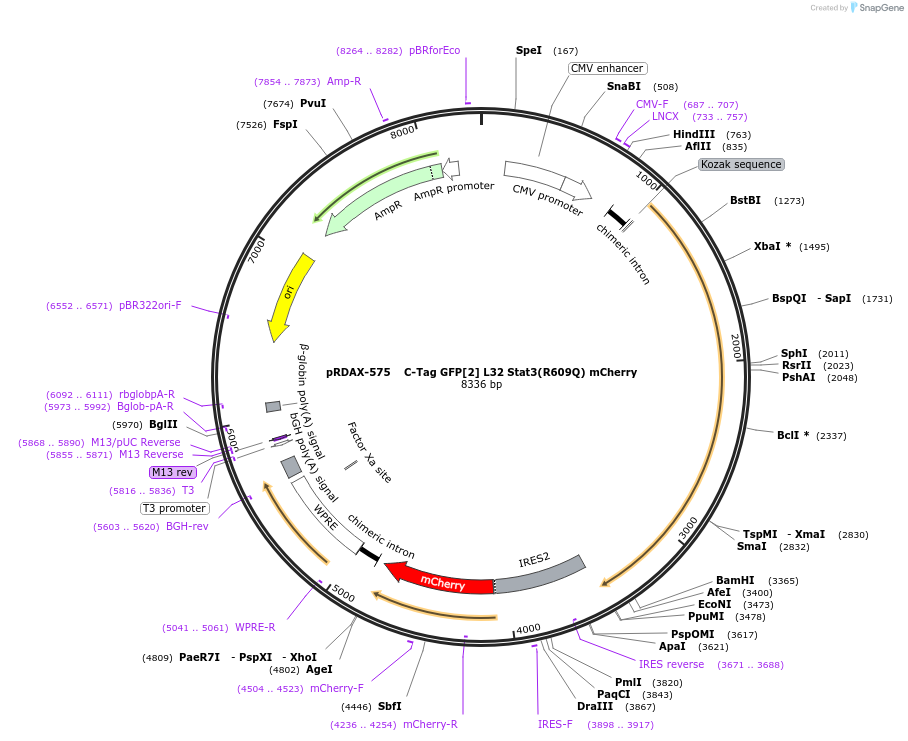 130122-plasmid-map-sequence-id-270726