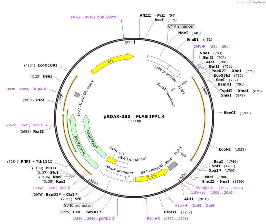 130135-plasmid-map-sequence-id-270727