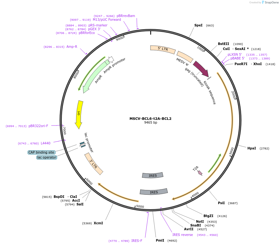 135305-plasmid-map-sequence-id-270748