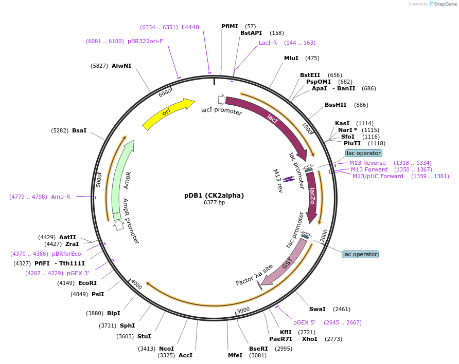 27083-plasmid-map-sequence-id-270809