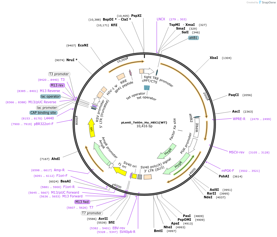 136353-plasmid-map-sequence-id-270810