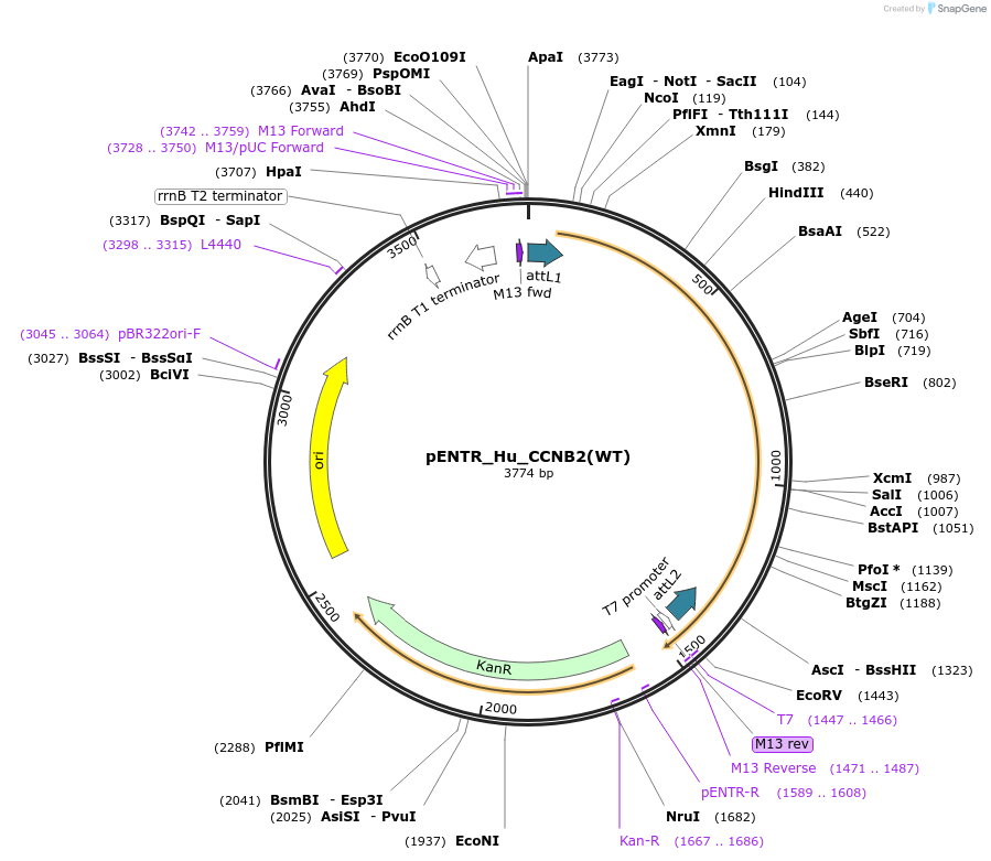 136341-plasmid-map-sequence-id-270813