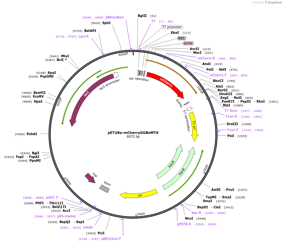 133625-plasmid-map-sequence-id-270820