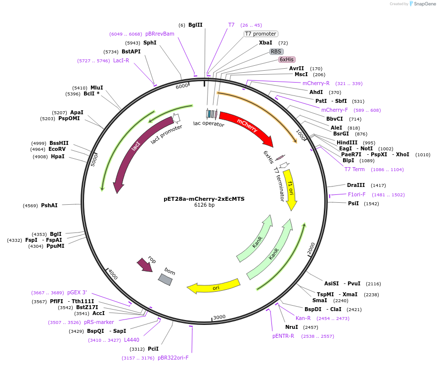 133624-plasmid-map-sequence-id-270822