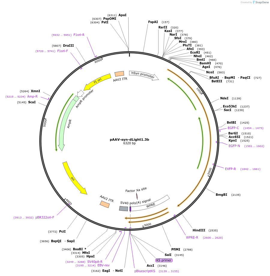 135762-plasmid-map-sequence-id-270831