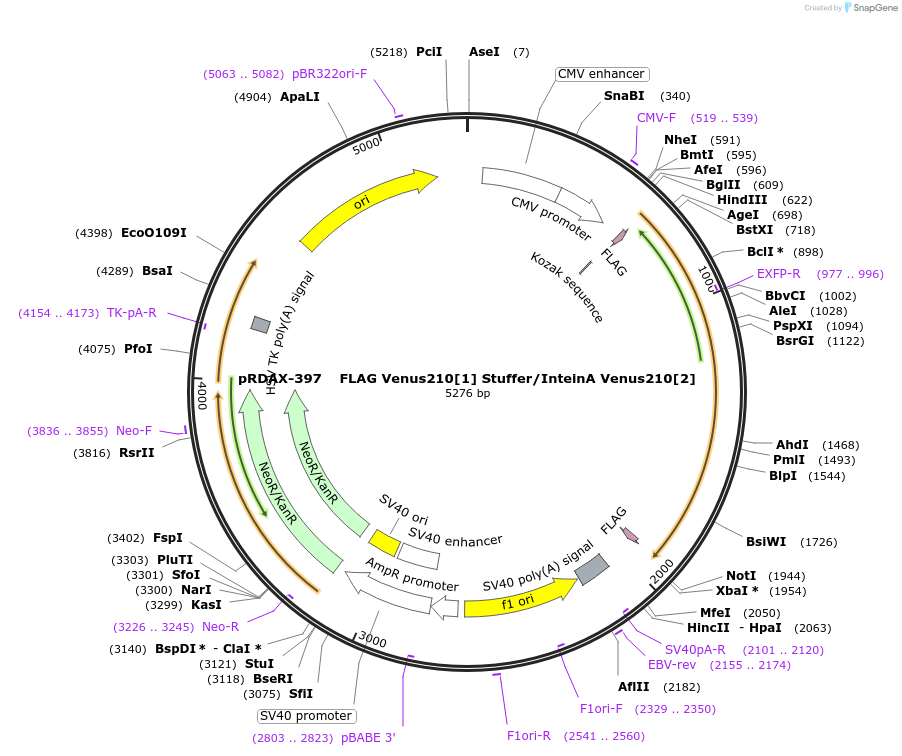 130145-plasmid-map-sequence-id-270841