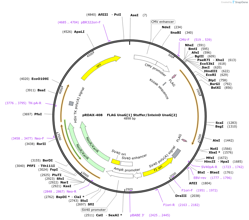 130156-plasmid-map-sequence-id-270843